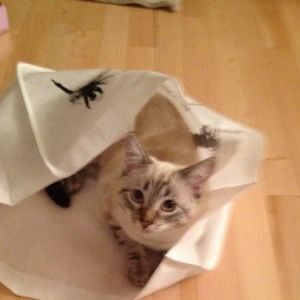 Meet your Posher, Anne